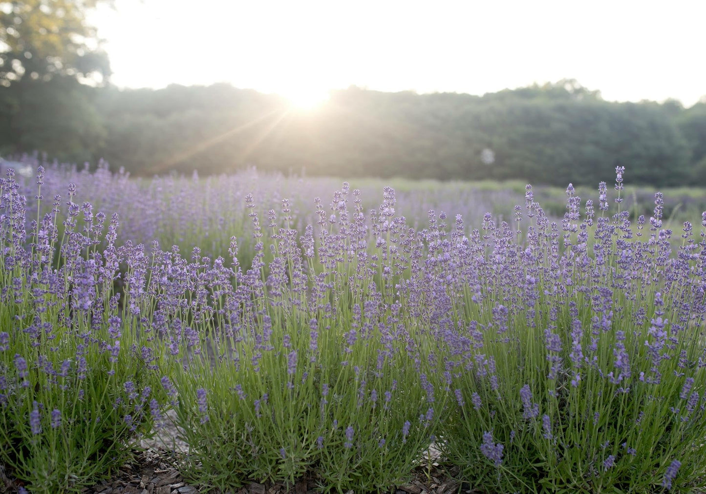 Is my lavender dead?!