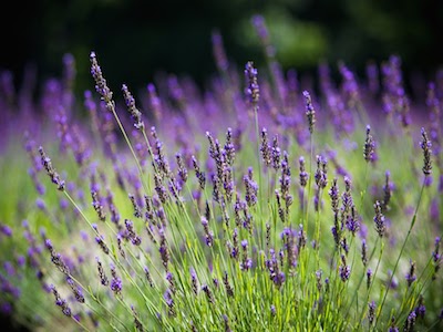 2025 Lavender Plants