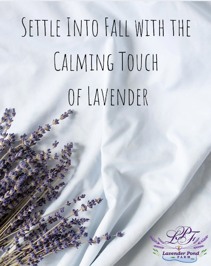 Settle Into Fall with the Calming Touch of Lavender