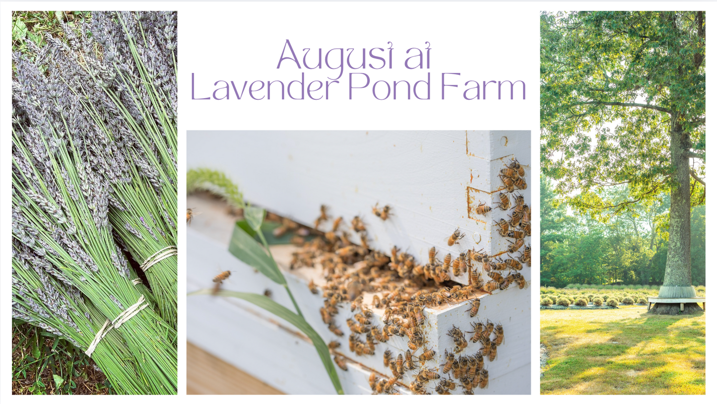 August at Lavender Pond Farm 💜