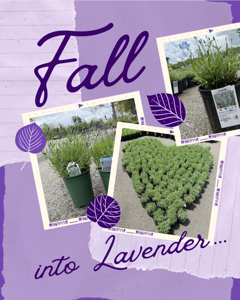 Falling Into Lavender at Lavender Pond Farm